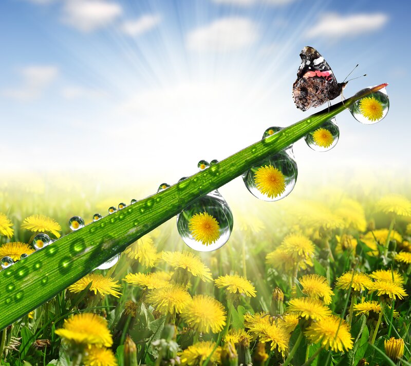 Butterfly on Grass Blade — Green, Serene, Morning