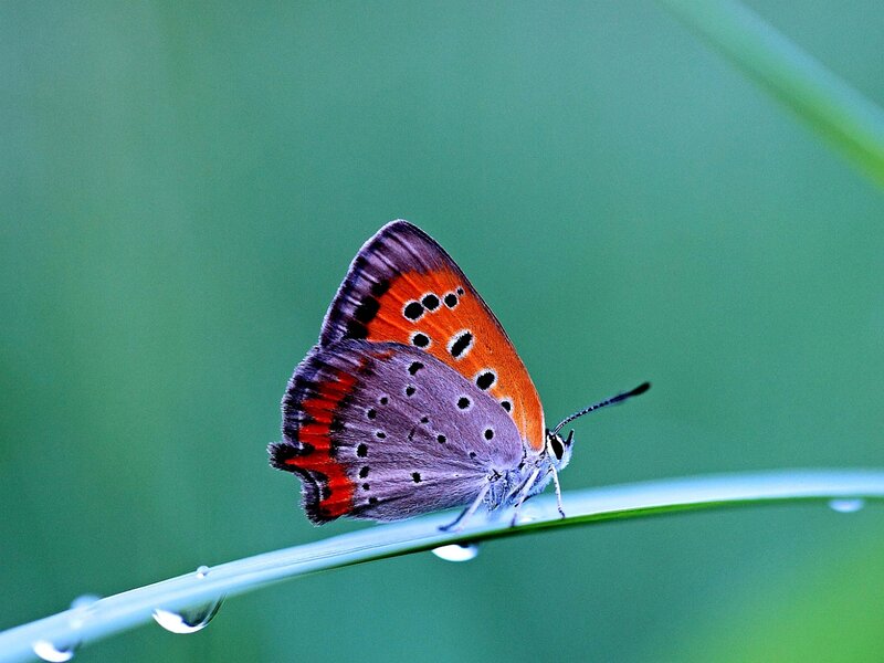Butterfly on Grass Blade — Green