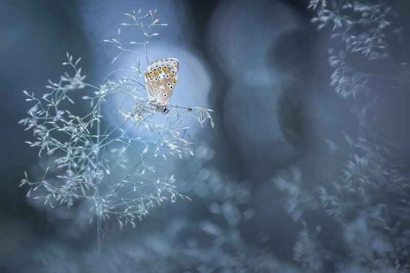 Butterfly on Grass — Blue, Serene