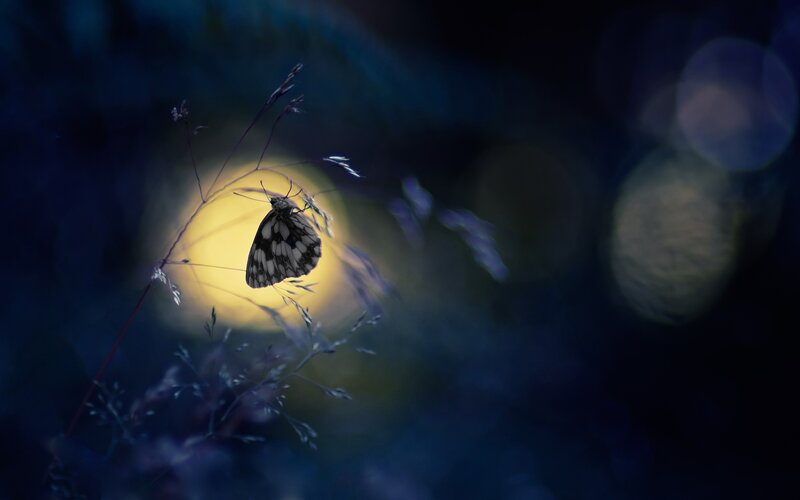 Butterfly on Grass — Blue