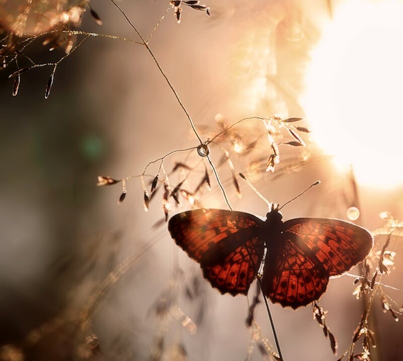 Butterfly on Grass — Brown