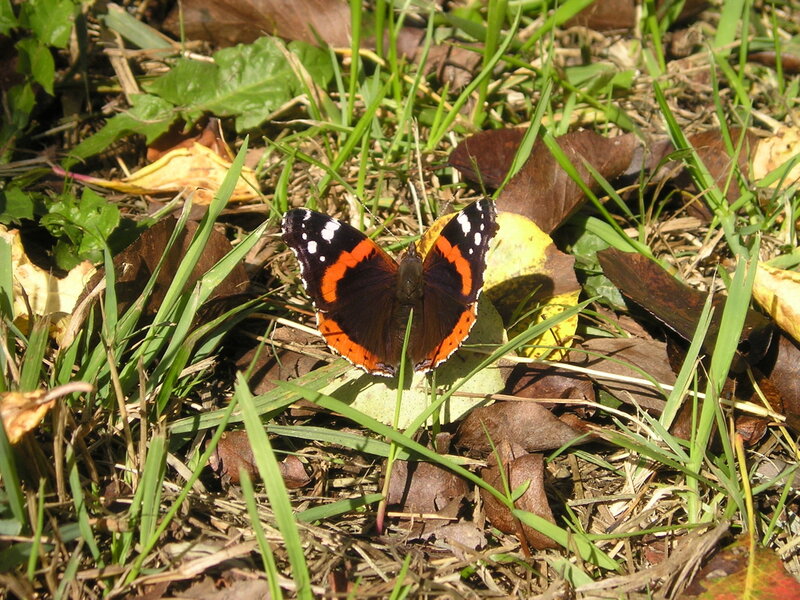 Butterfly on Grass — Green, Calm