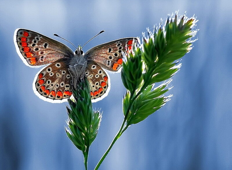 Butterfly on Grass — Green, Serene, Afternoon