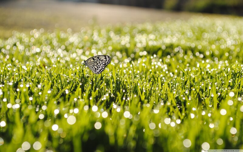 Butterfly on Grass — Green, Serene, Morning, Photograph
