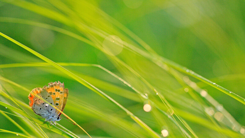 Butterfly on Grass — Green, Serene, Morning