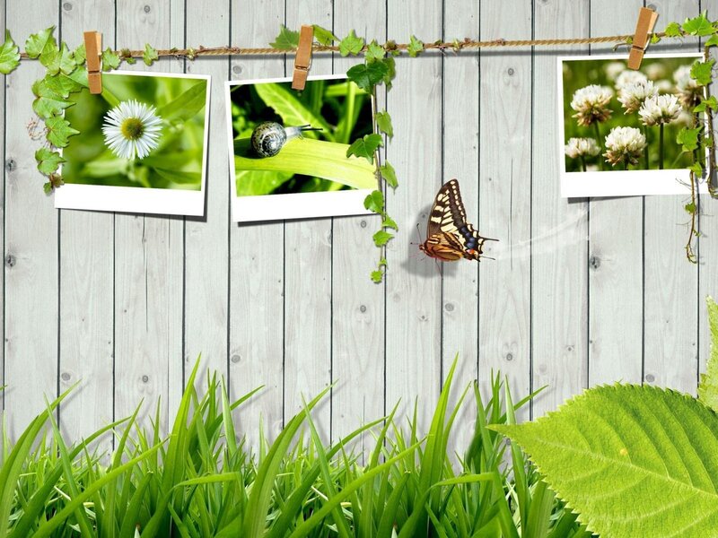 Butterfly on Grass — Green, Serene