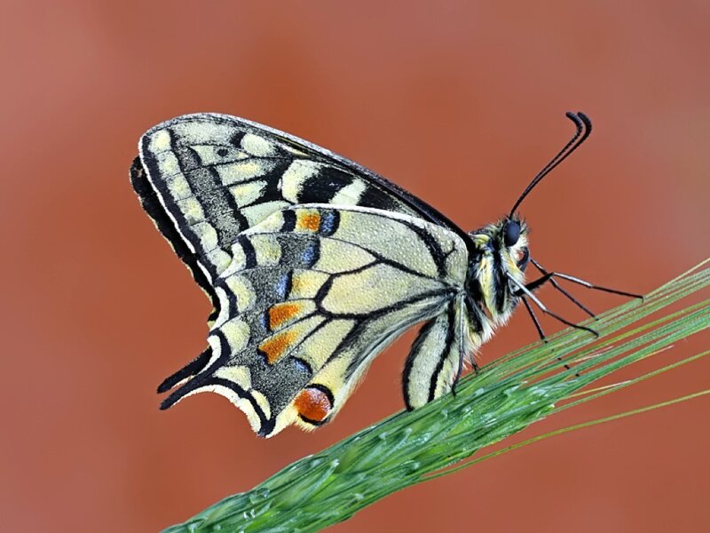 Butterfly on Grass — Green