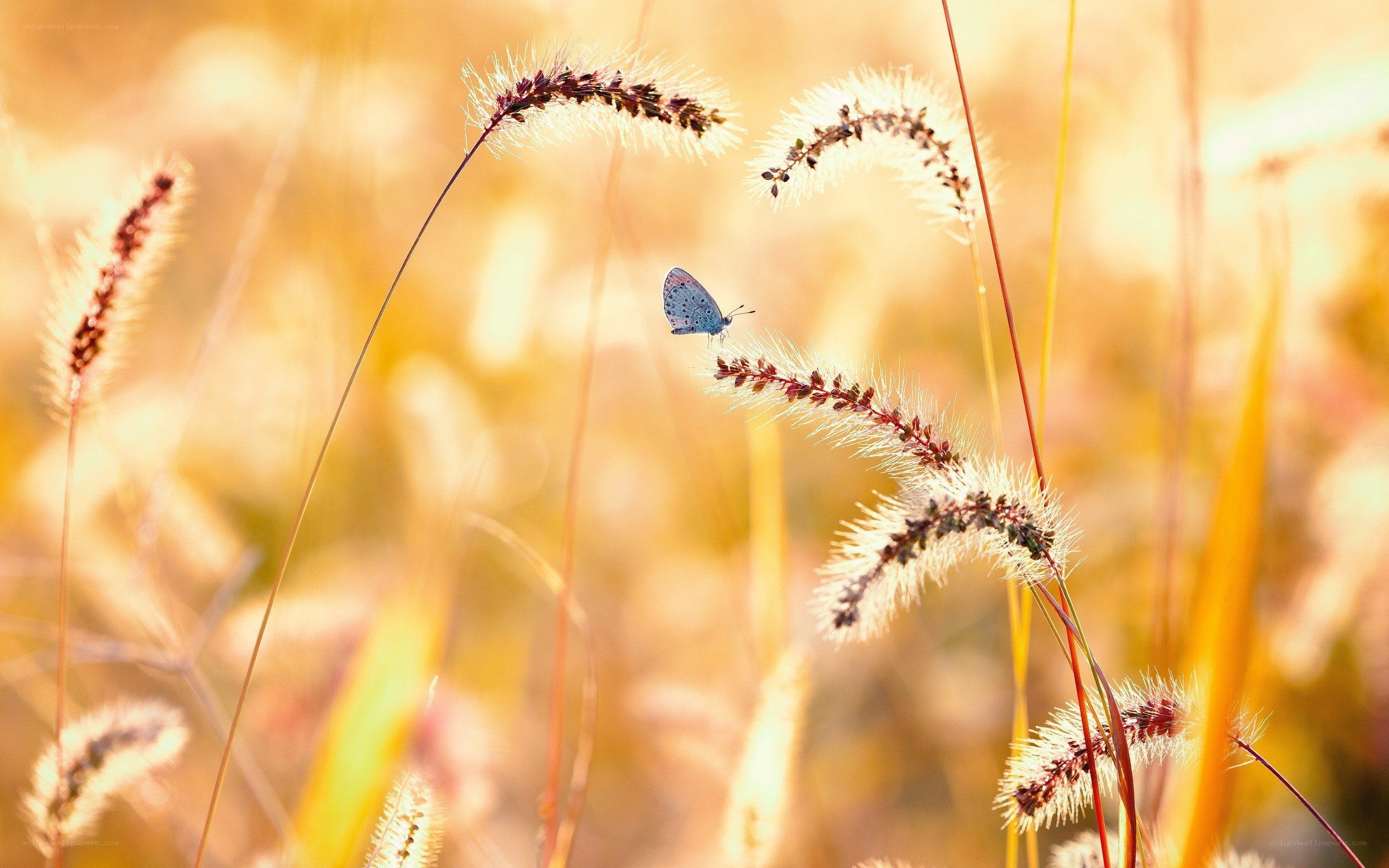 Butterfly on grass in golden light