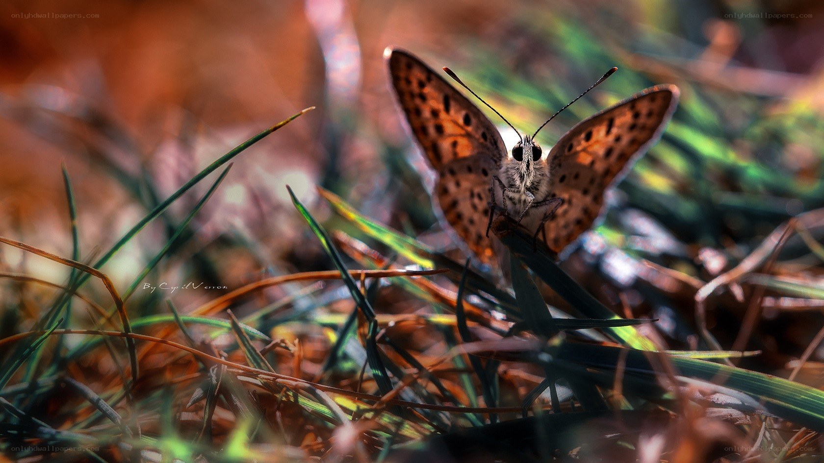 Butterfly on grass in sunlight
