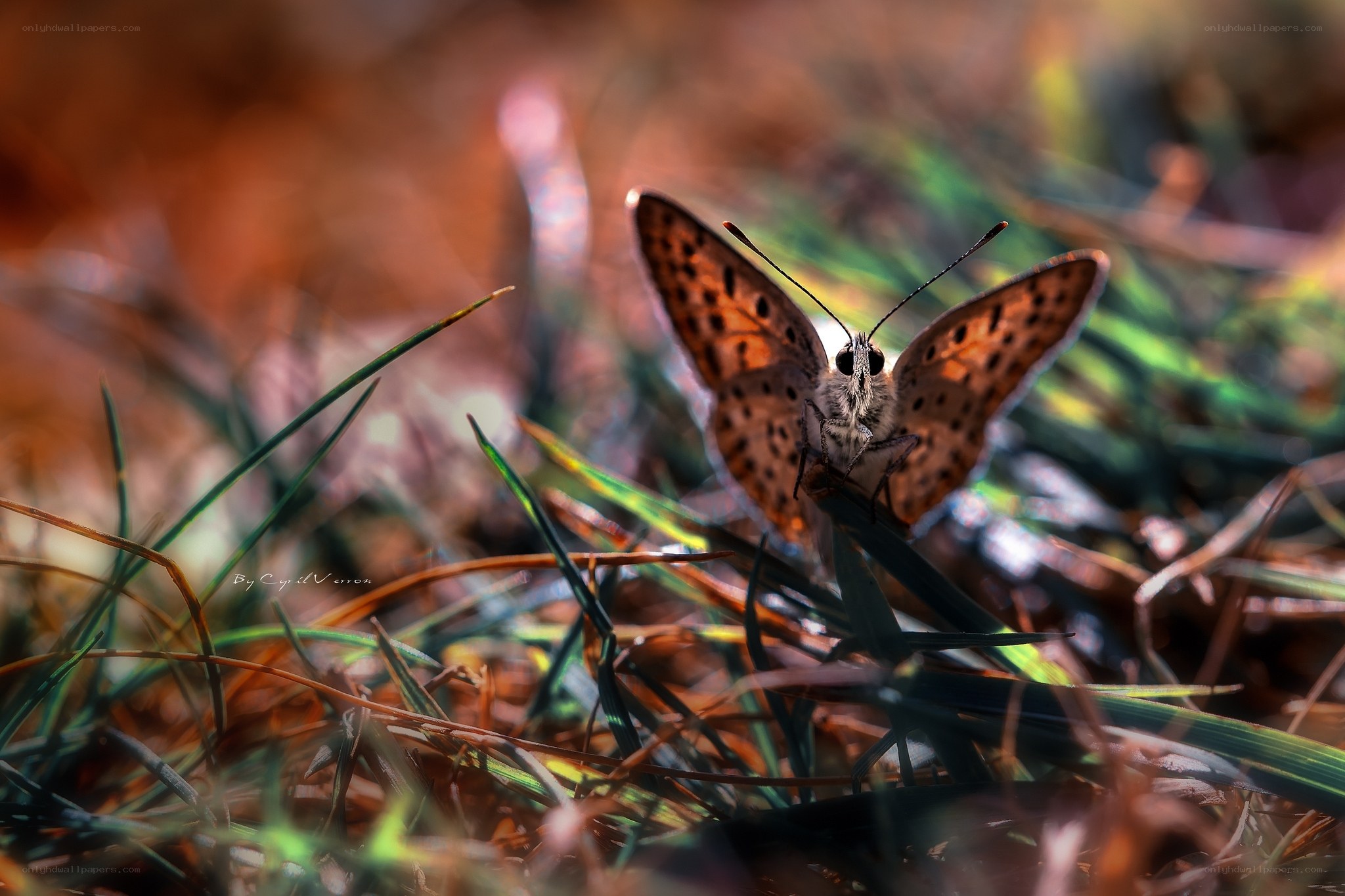 Butterfly on grass in sunlight