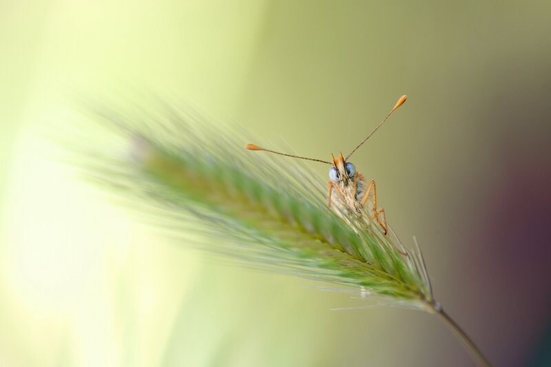 Butterfly on Grass Seed Head — Green