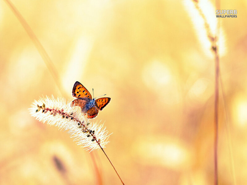 Butterfly on Grass Seed Head