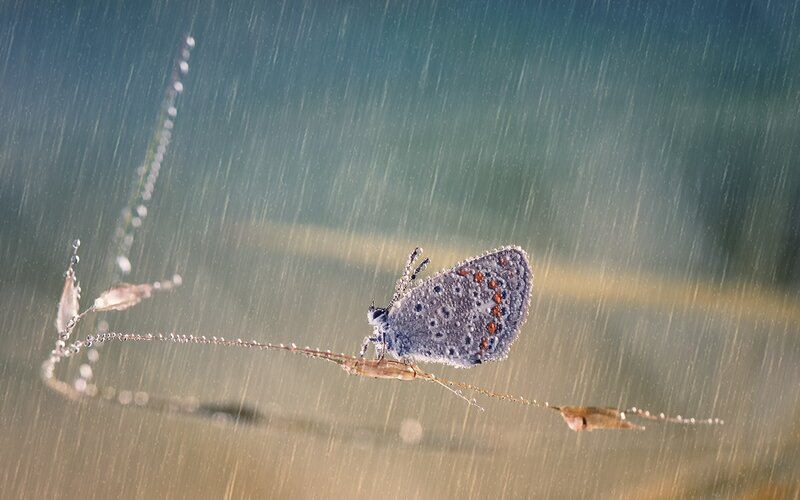Butterfly on Grass Stem — Blue, Calm