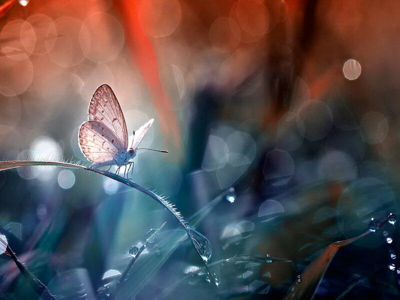 Butterfly on Grass Stem — Blue