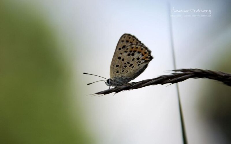 Butterfly on Grass Stem — Brown, Calm, Photograph
