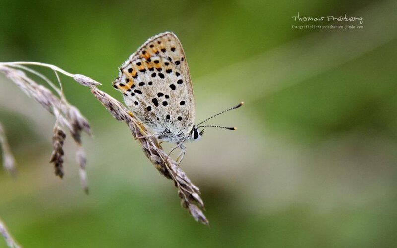 Butterfly on Grass Stem — Brown, Calm