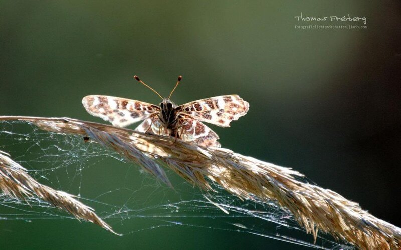 Butterfly on Grass Stem — Brown