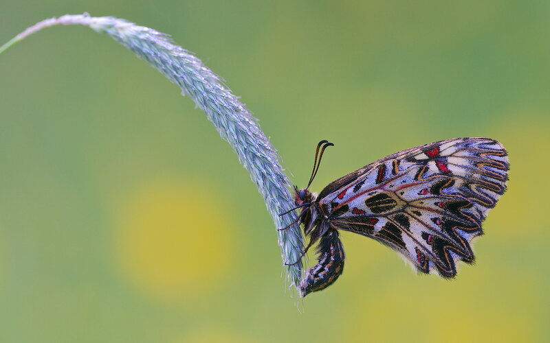 Butterfly on Grass Stem — Green, Calm