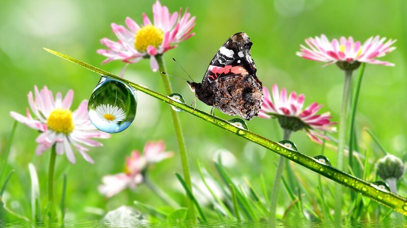 Butterfly on Grass Stem — Green, Serene, Morning, Photograph, Daisy Flowers, Water Droplet, Pink