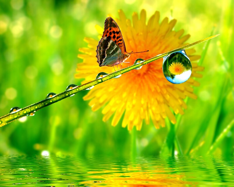 Butterfly on Grass Stem — Green, Serene, Morning, Photograph, Flower