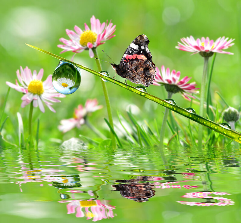 Butterfly on Grass Stem — Green, Serene