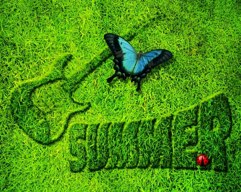 butterfly on grass with summer text