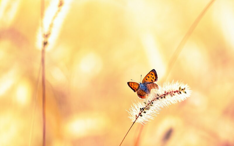 Butterfly on Grass — Yellow, Serene, Sunset
