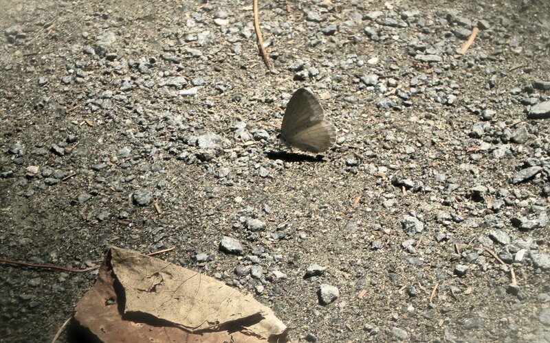Butterfly on gravel path