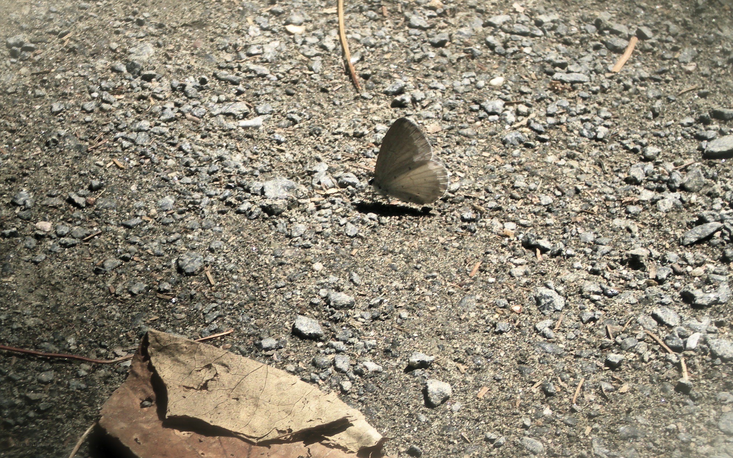 Butterfly on gravel path