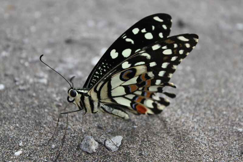 Butterfly on Gravel