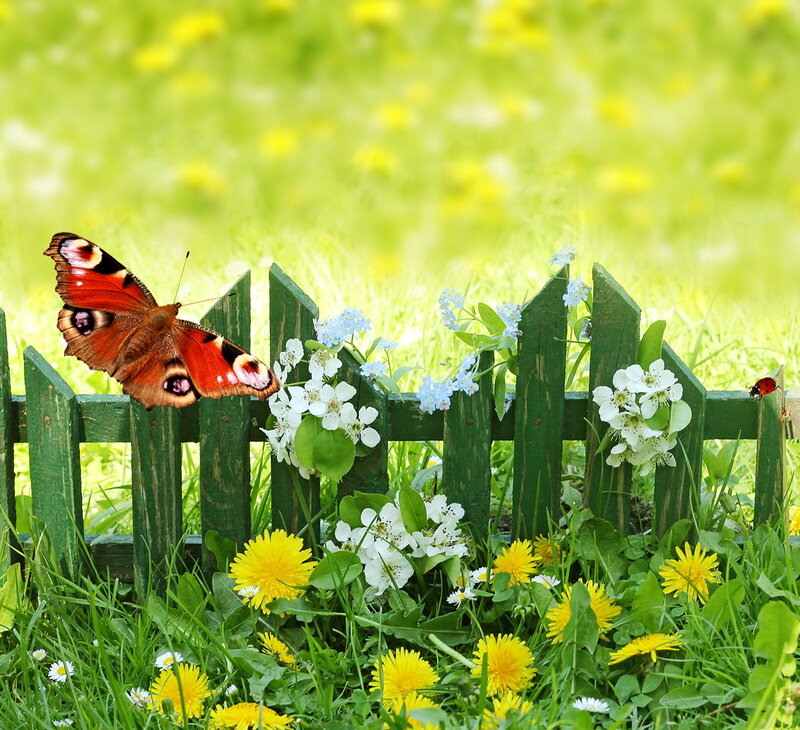 Butterfly on Green Fence
