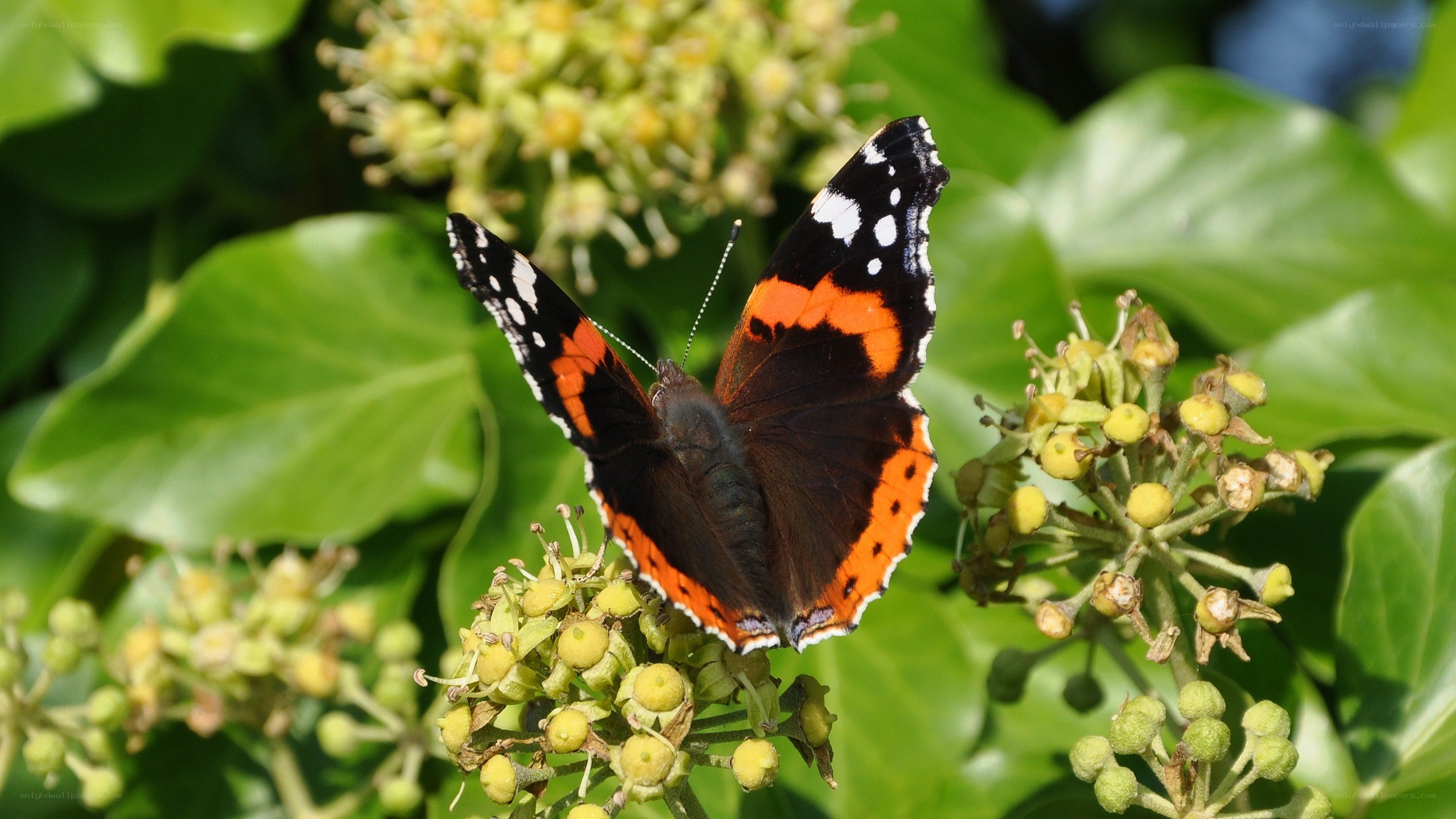 butterfly on green flowers