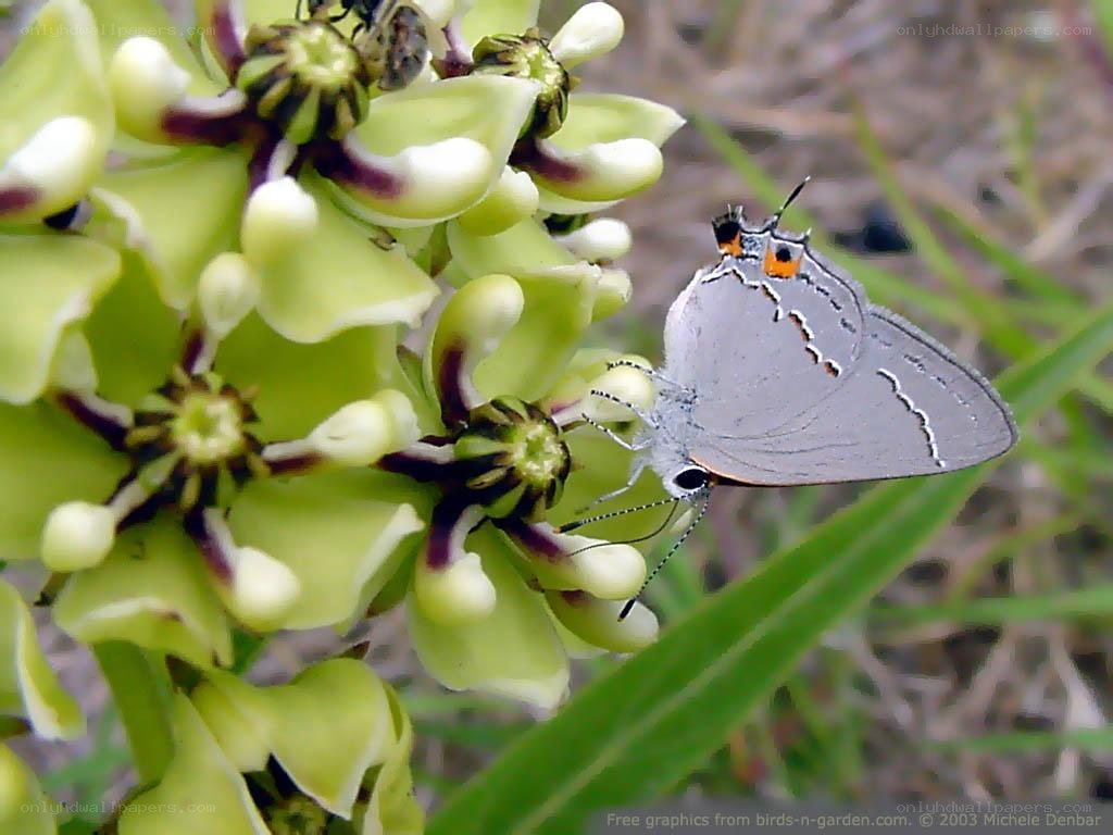butterfly on green flowers
