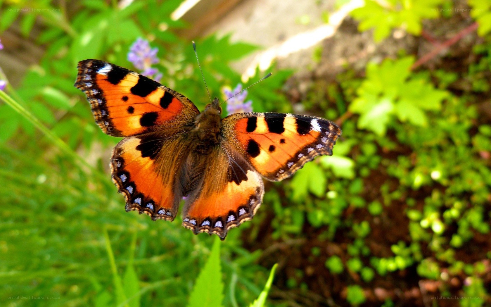 butterfly on green foliage