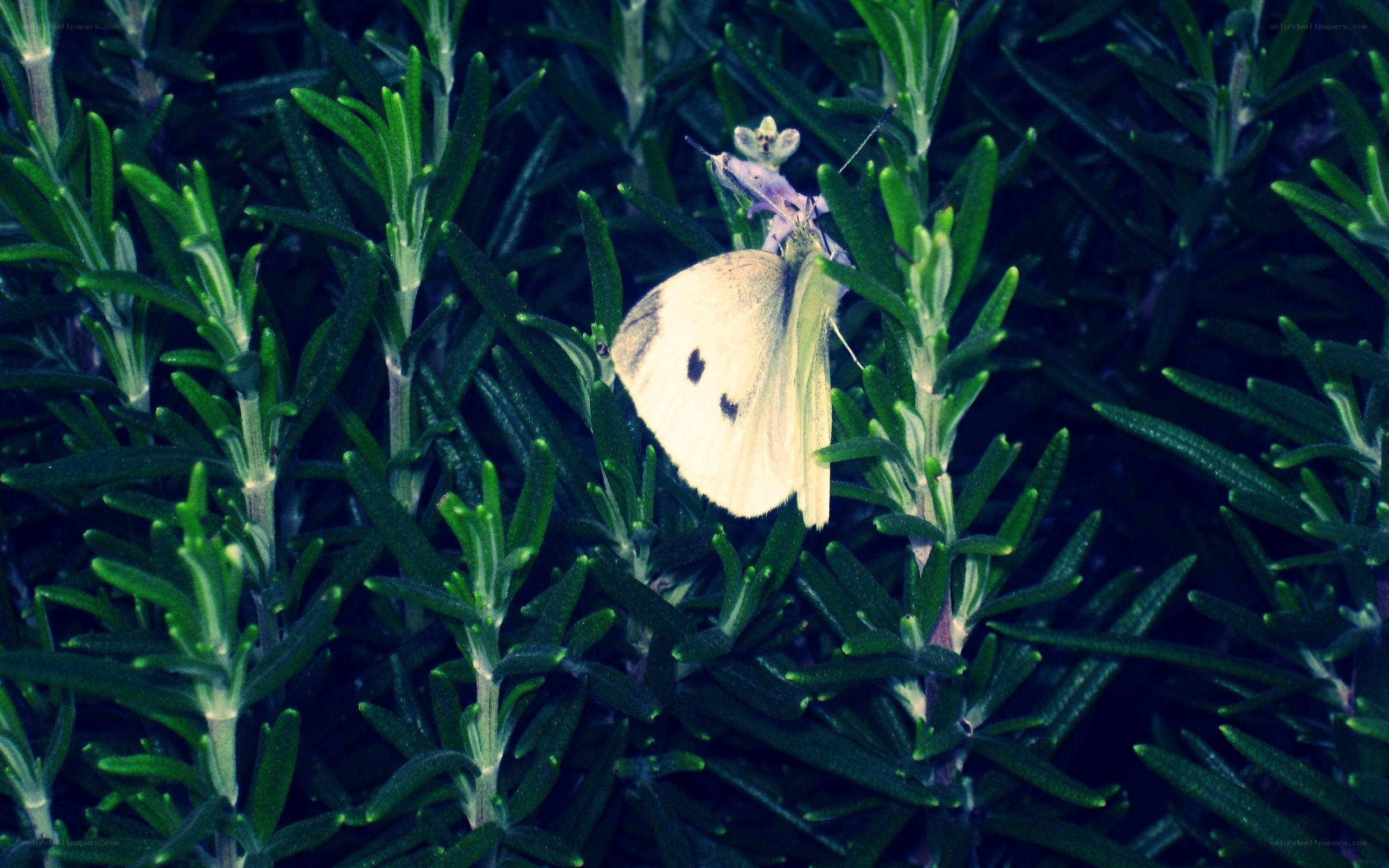 Butterfly on green foliage