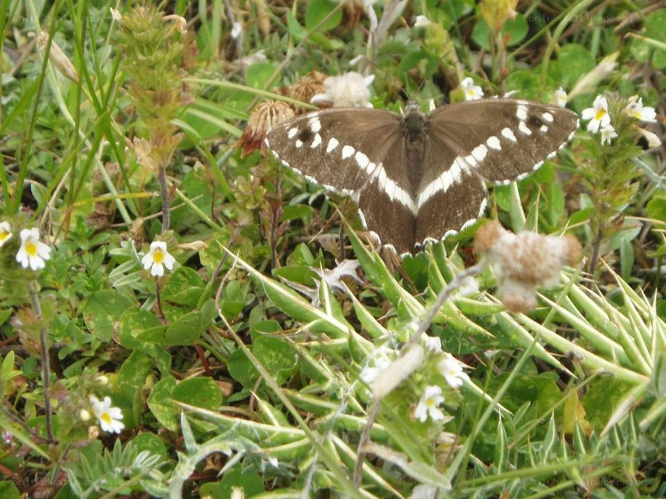 butterfly on green foliage