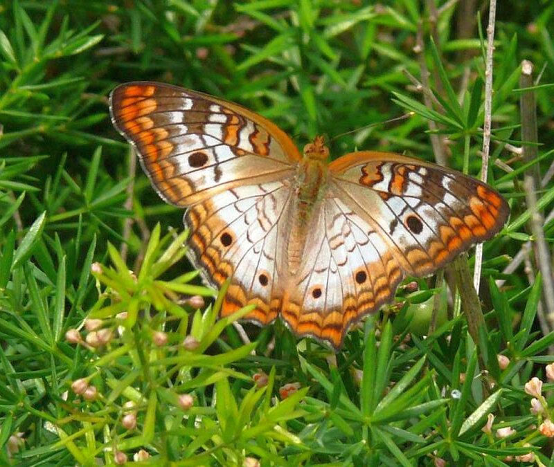 butterfly on green foliage