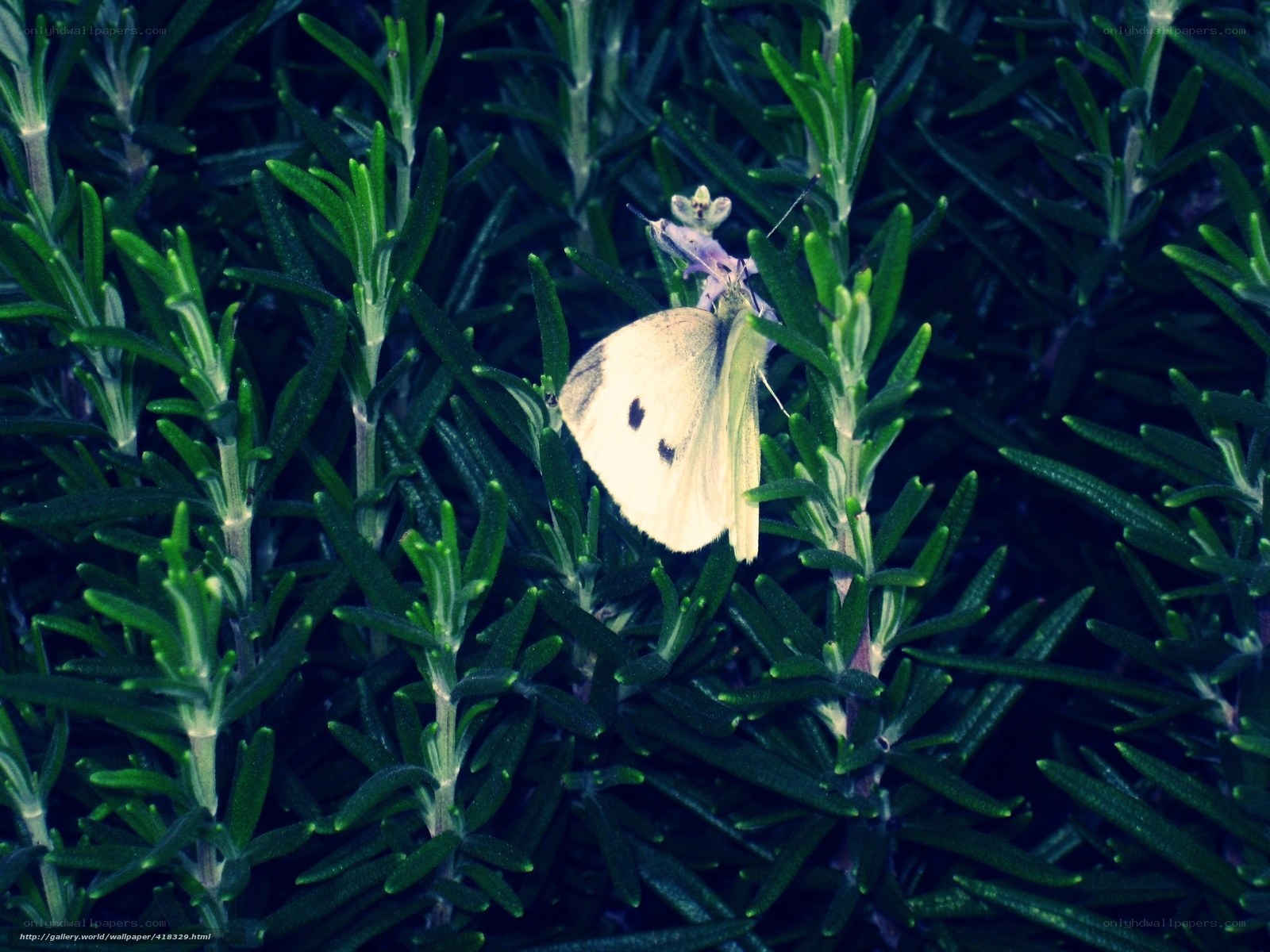 Butterfly on green foliage