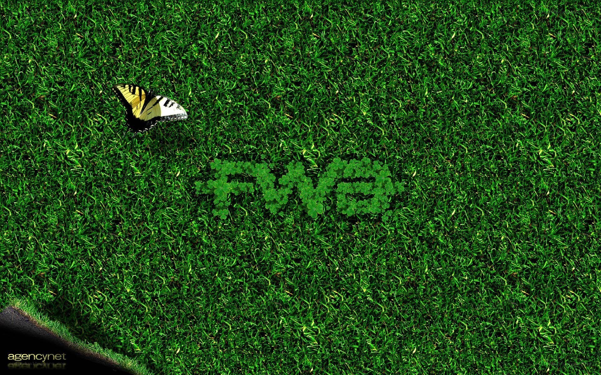 Butterfly on green grass