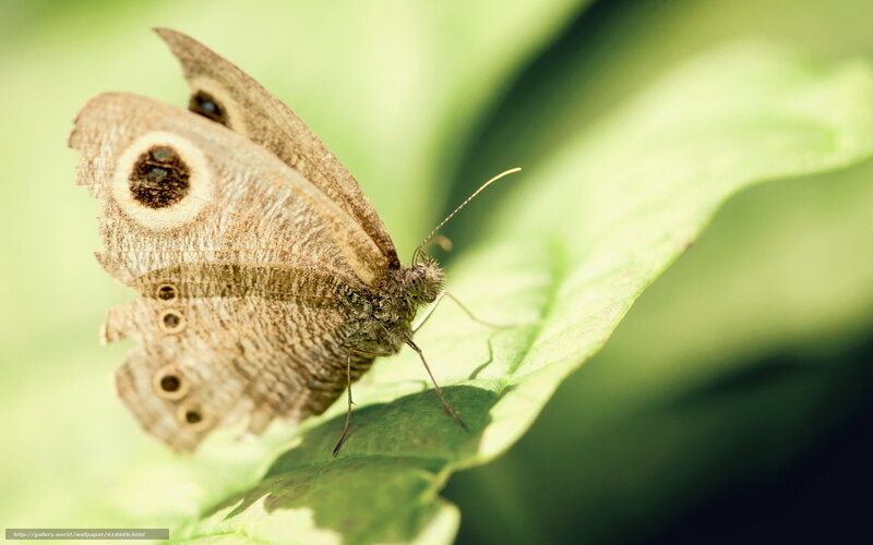 butterfly on green leaf