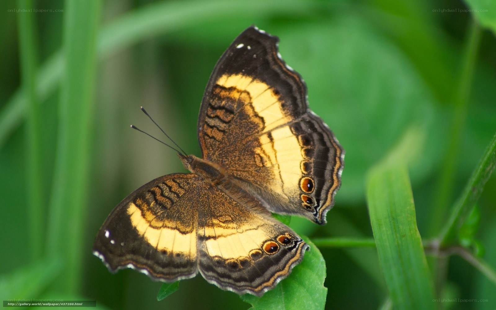 butterfly on green leaf