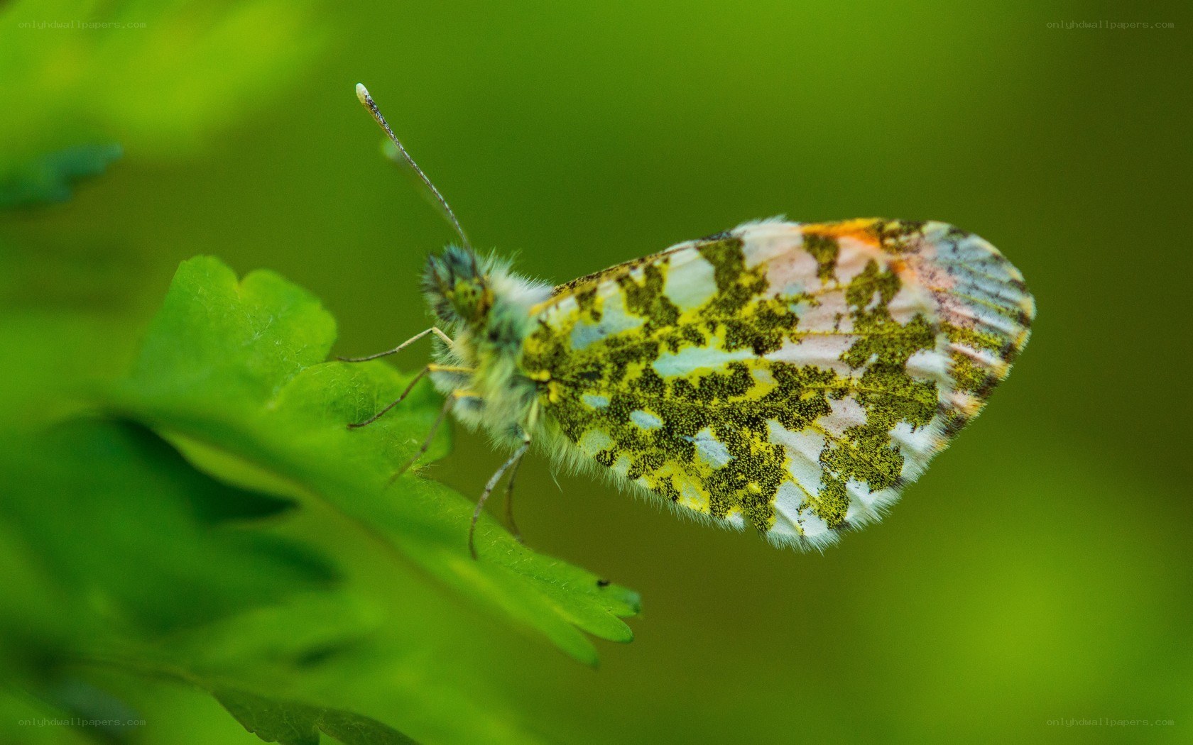 butterfly on green leaf