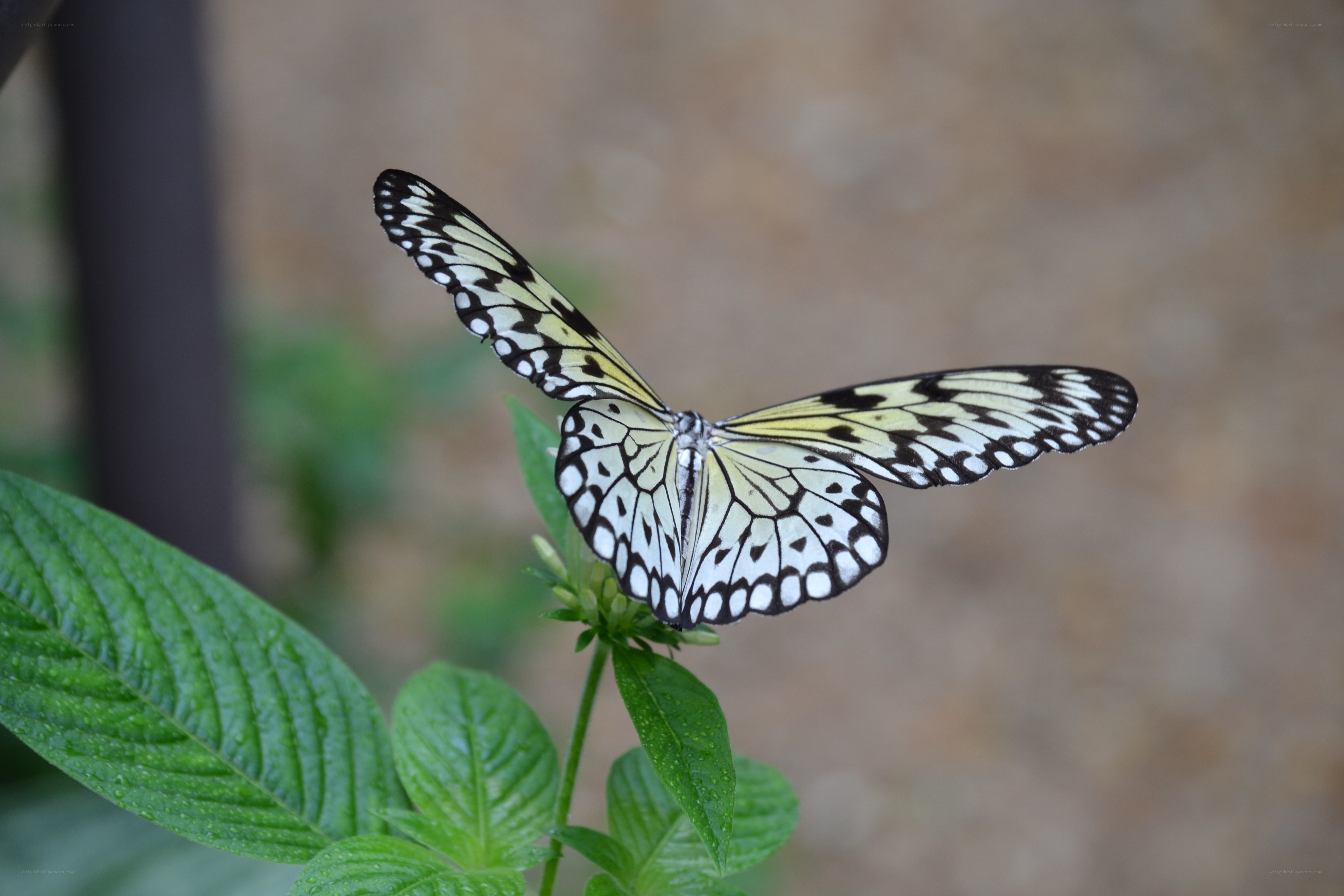 butterfly on green leaf