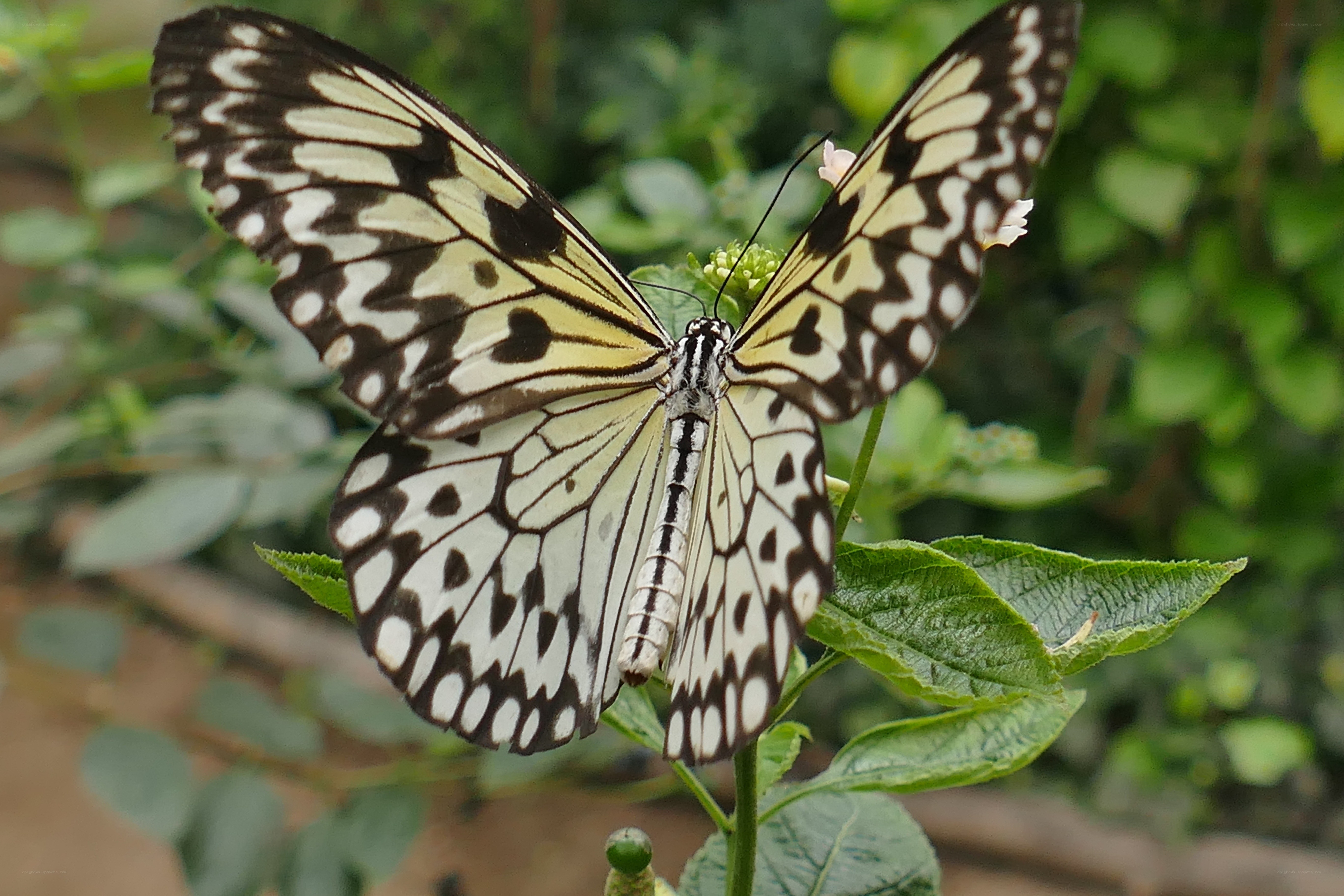 butterfly on green leaf