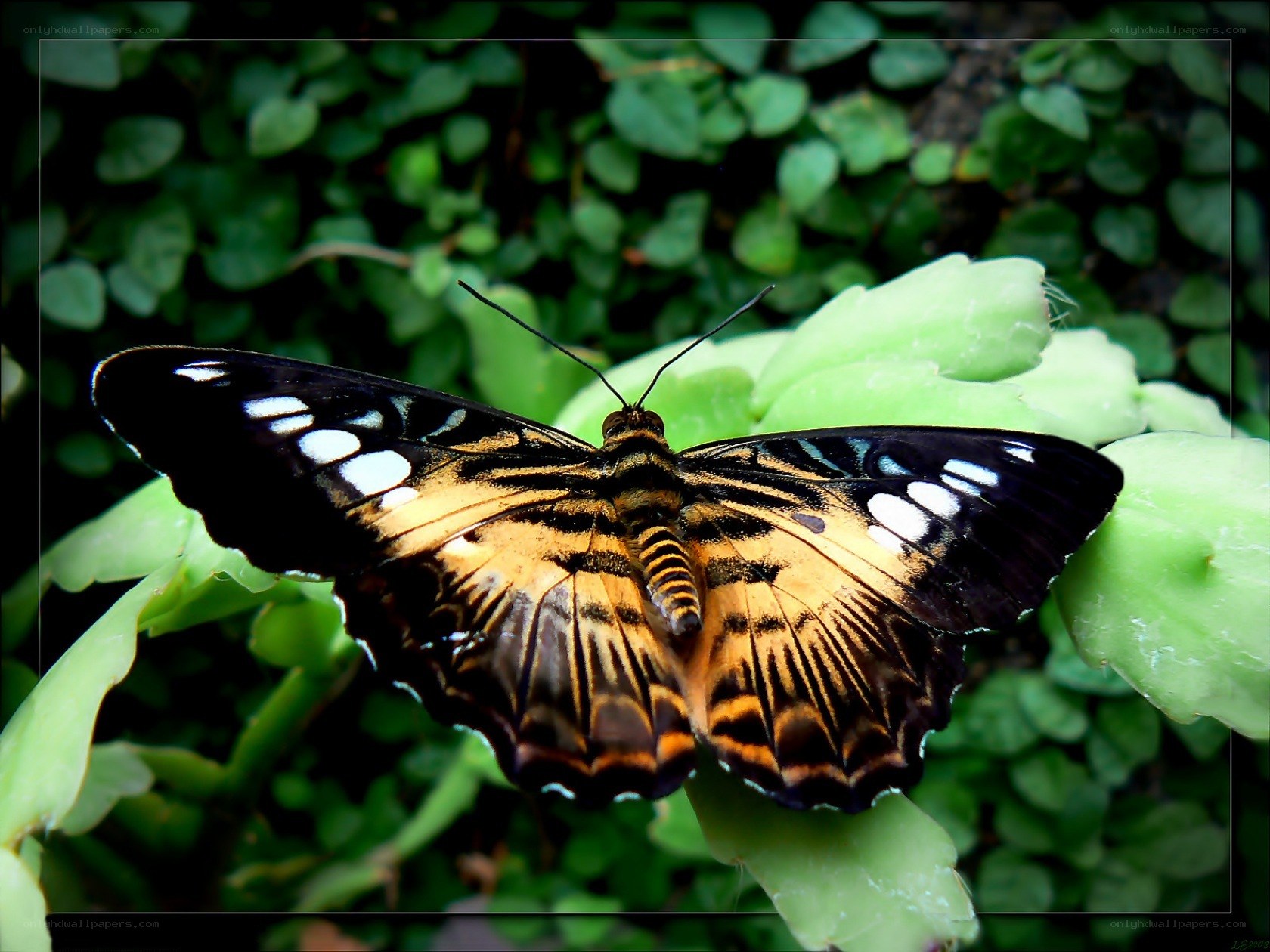 butterfly on green leaf