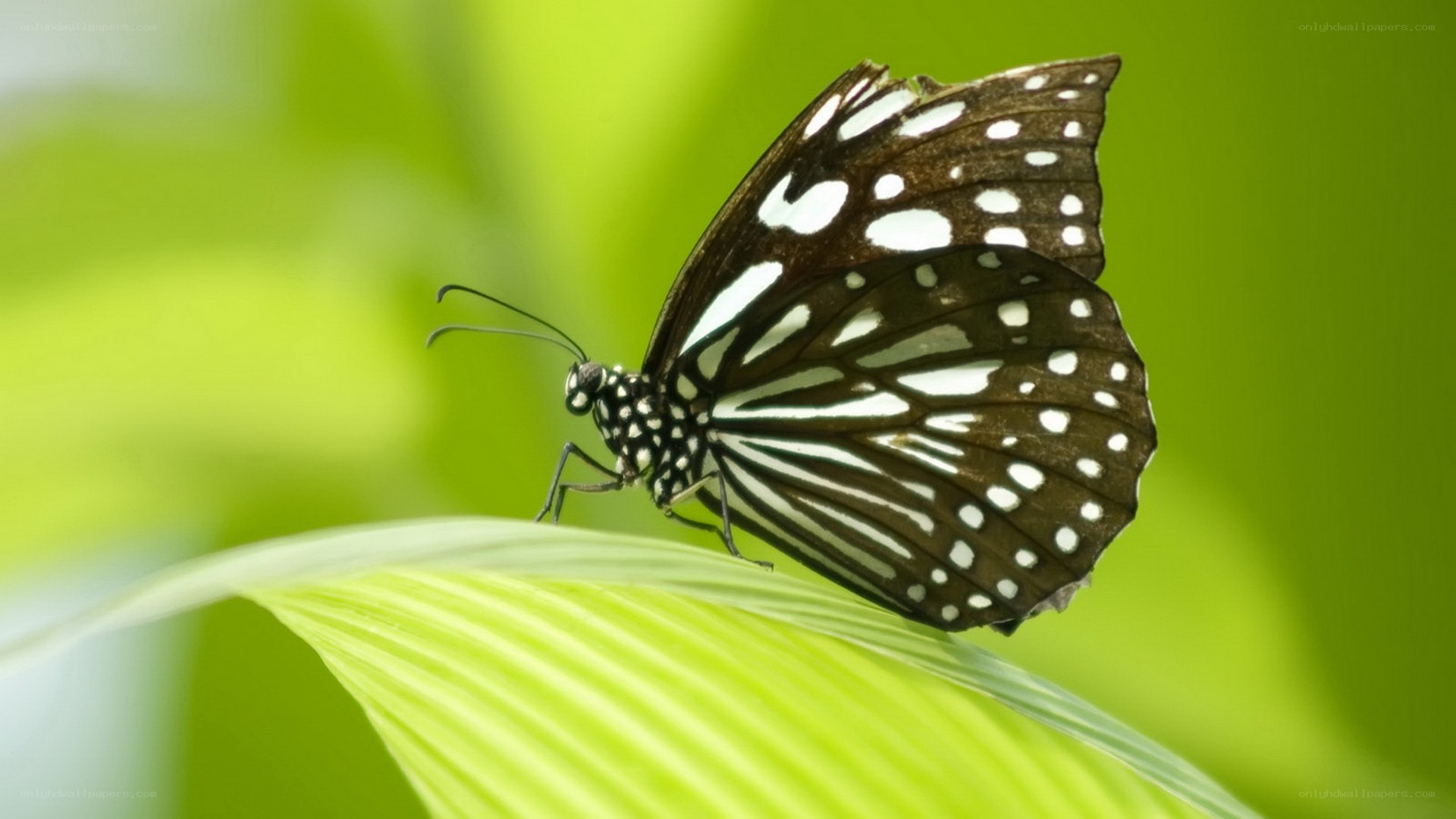 butterfly on green leaf