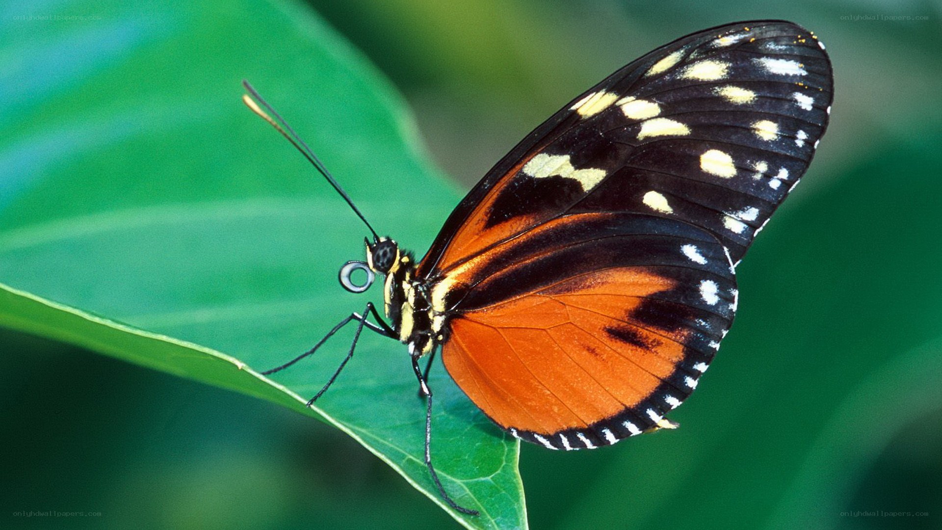 butterfly on green leaf
