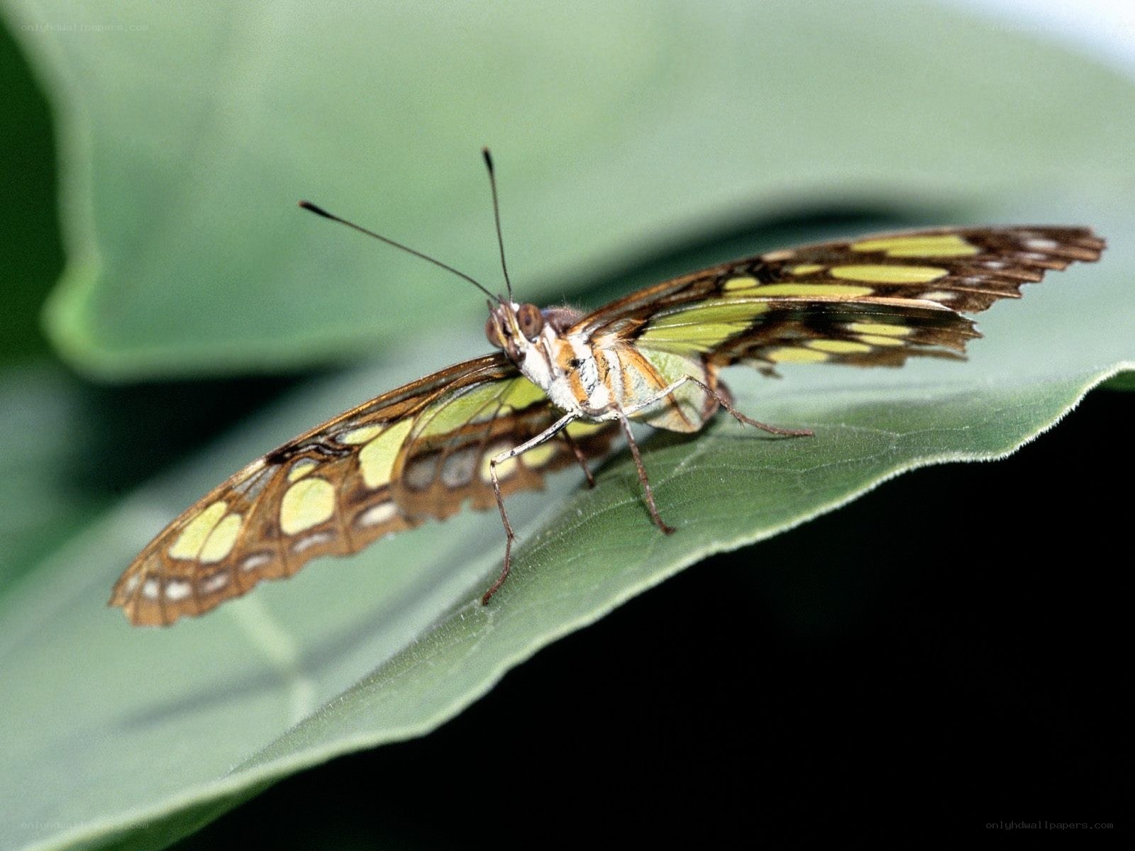 butterfly on green leaf