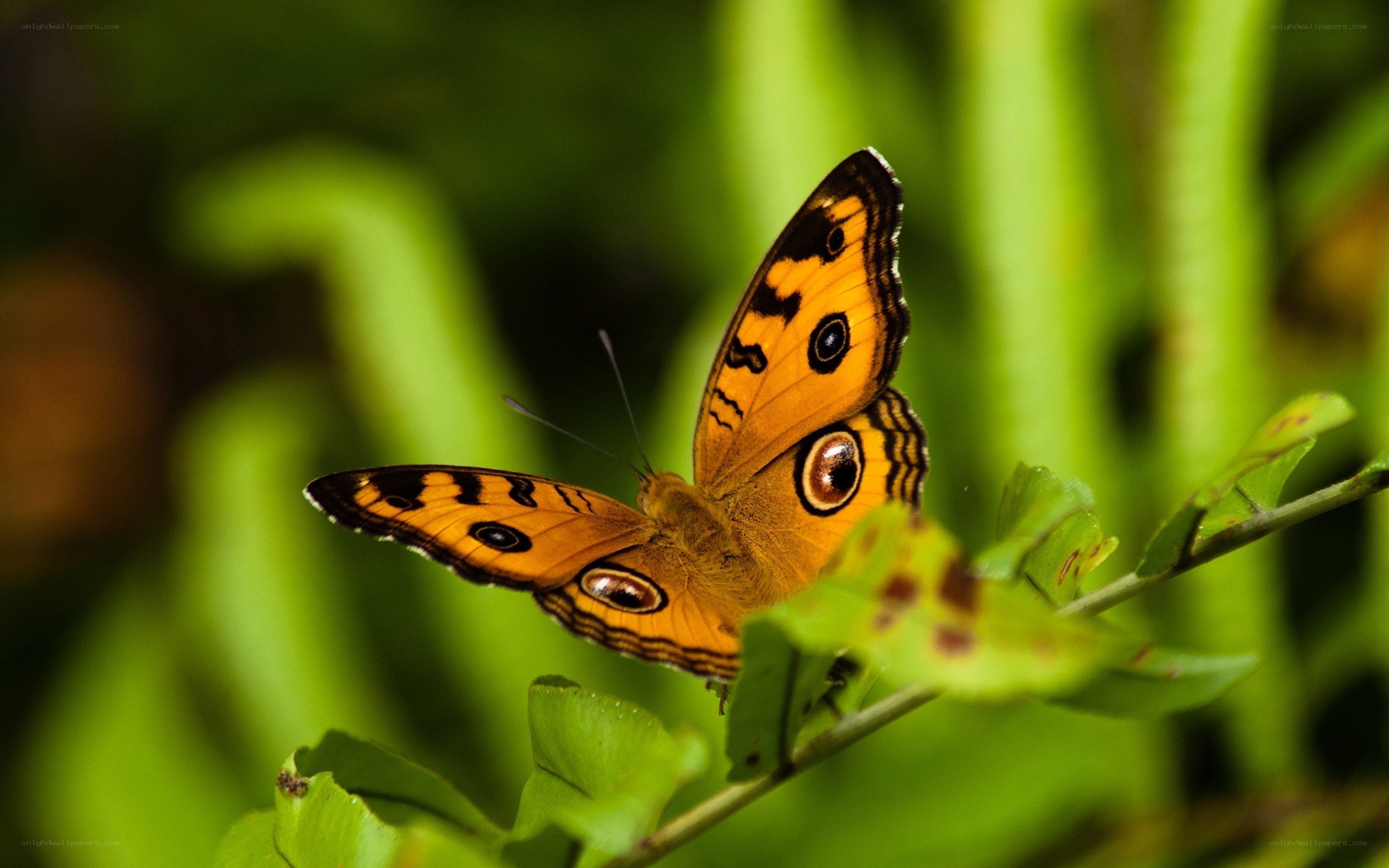 Butterfly on green leaf
