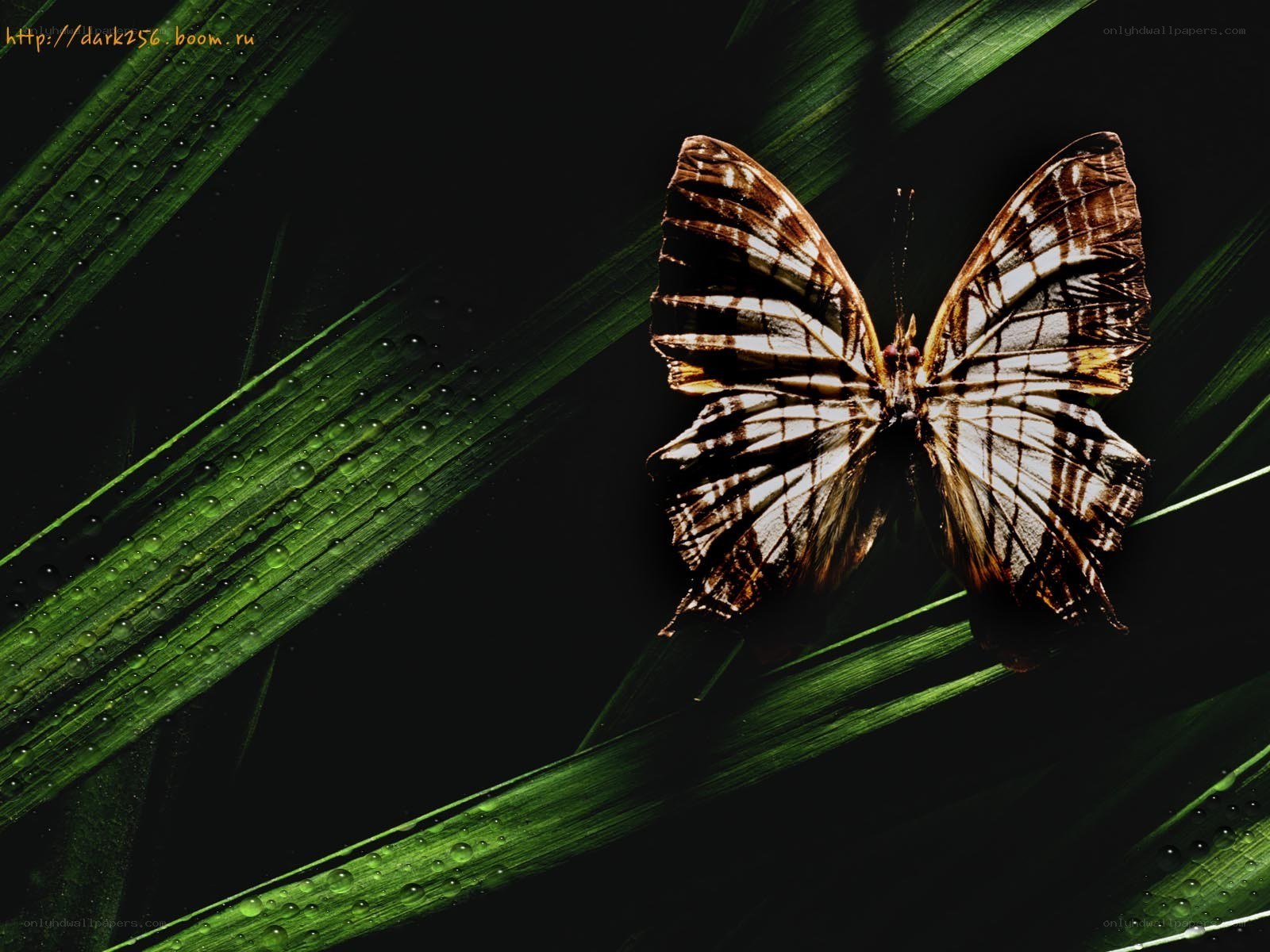 Butterfly on green leaf